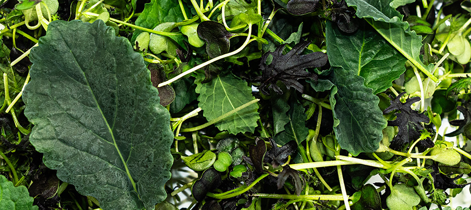 close-up of greens