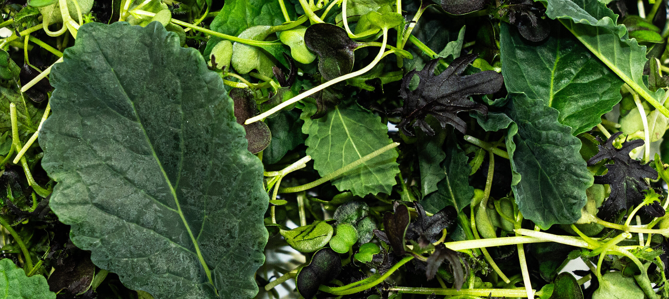close up of petite kale